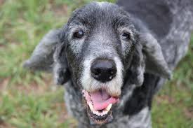 Caring for your Senior Dog